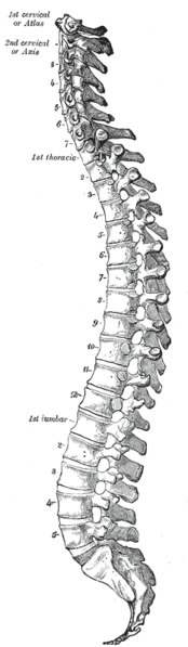 174px-gray_vertebral_column1
